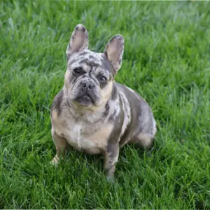 French Bulldogs