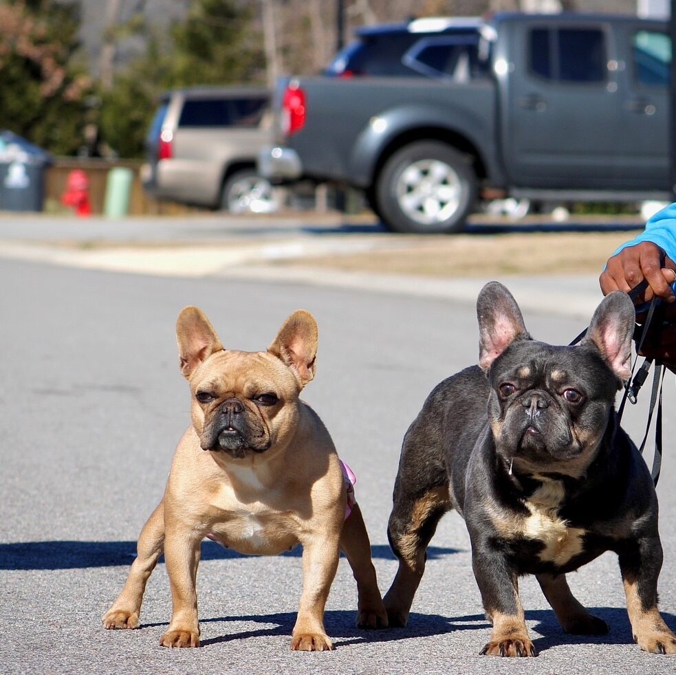 coco and flex