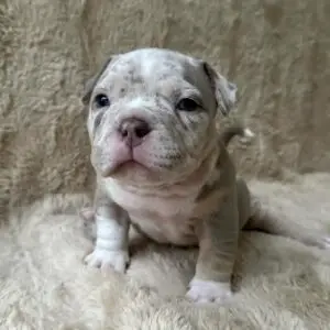 5 week old male american bully