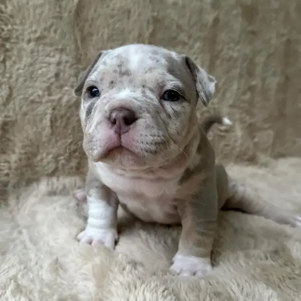 5 week old male american bully