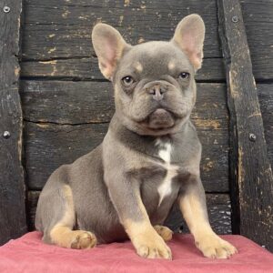 bella female frenchie pup