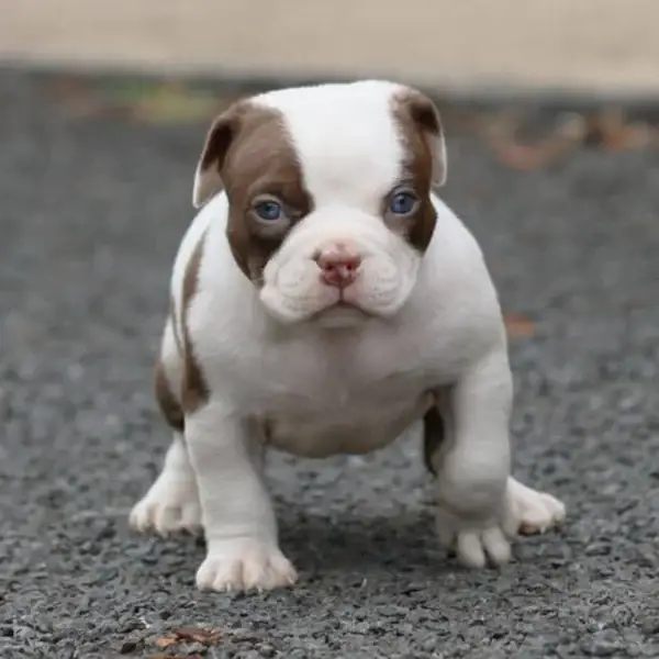 Bobbi