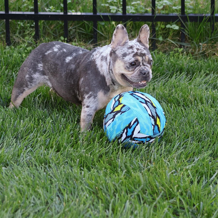 coco playing in the grass with a soccer ball