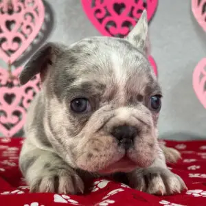 duke male french bulldog
