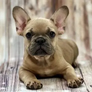 rickjames male french bulldog